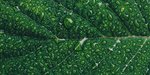 ESG leaf.jpg
